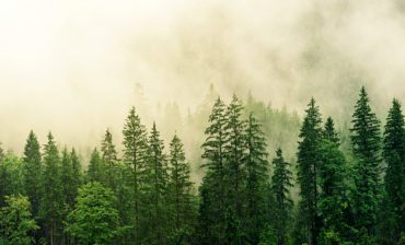Seeing the Forest and the Trees: Carbon-backed Stablecoins