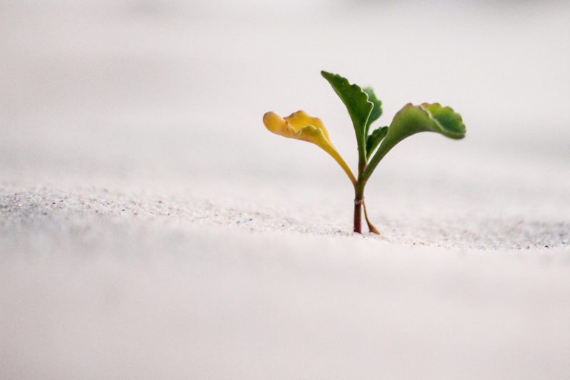 Plant in snow