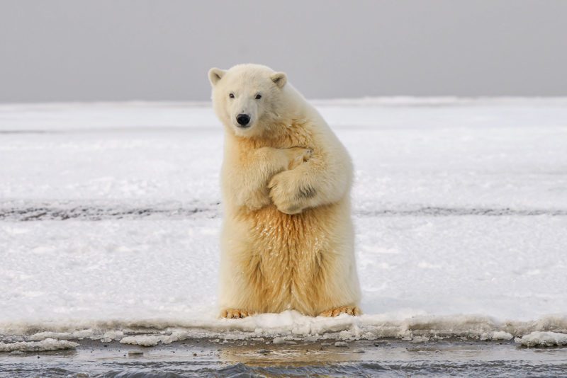 Polar Bear in Arctic