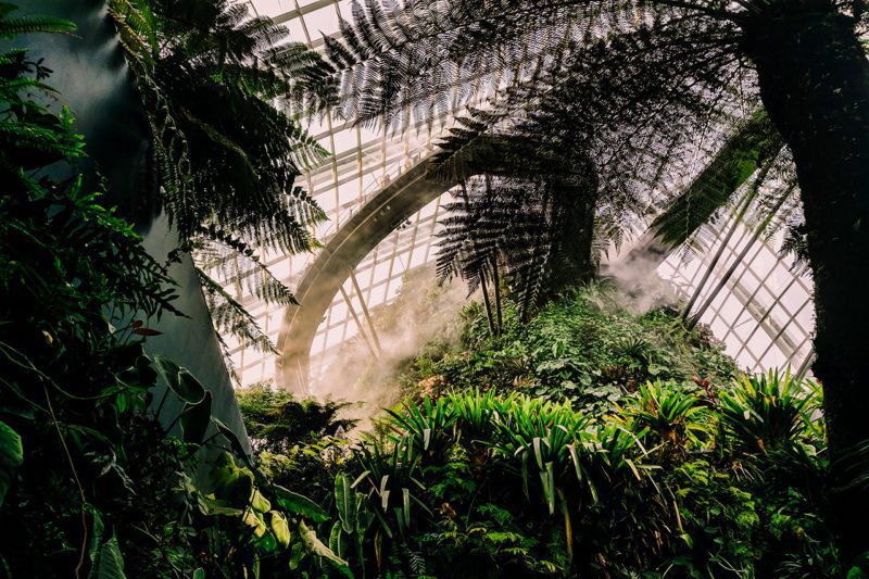 Conservatory with plants