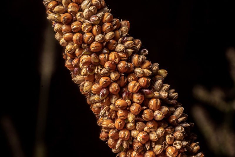 Millet seeds