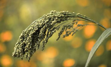 The Global Impact Economy of Millets