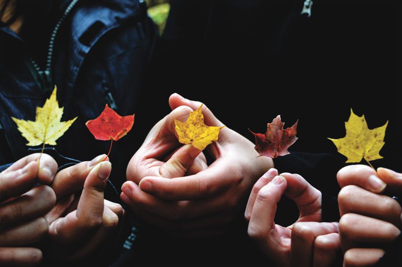 Hands holding leaves