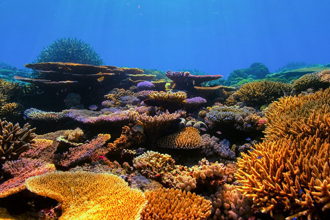 Devin Thorpe - Coral Reef Restoration FEATURED
