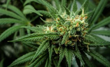 Cannabis Needs Impact Investors