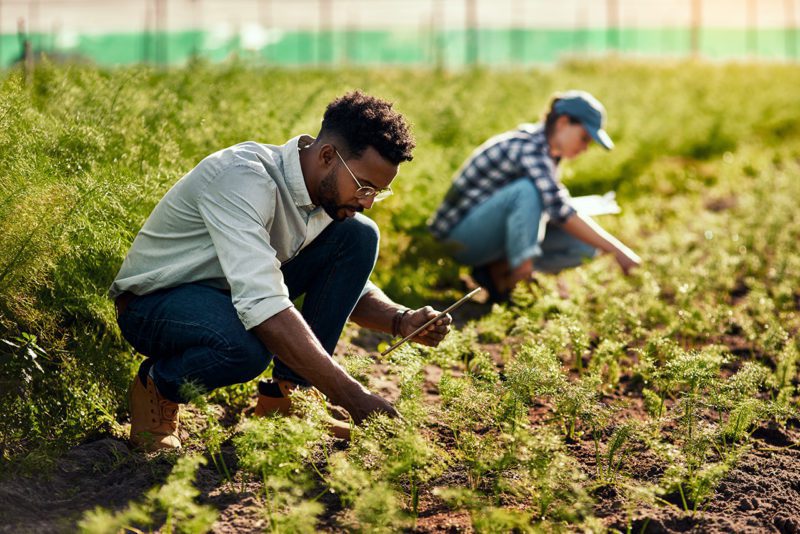 Gardeners working garden