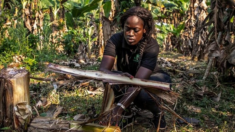African worker holding plantain stem