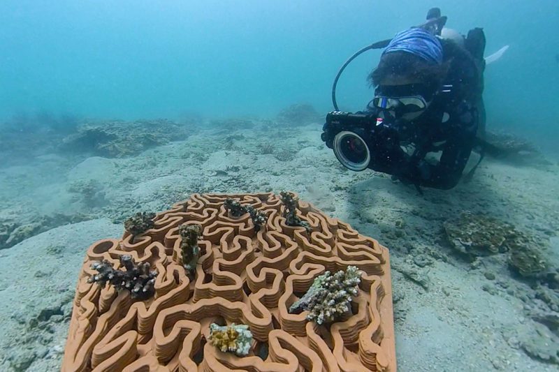 Archireef diver with coral