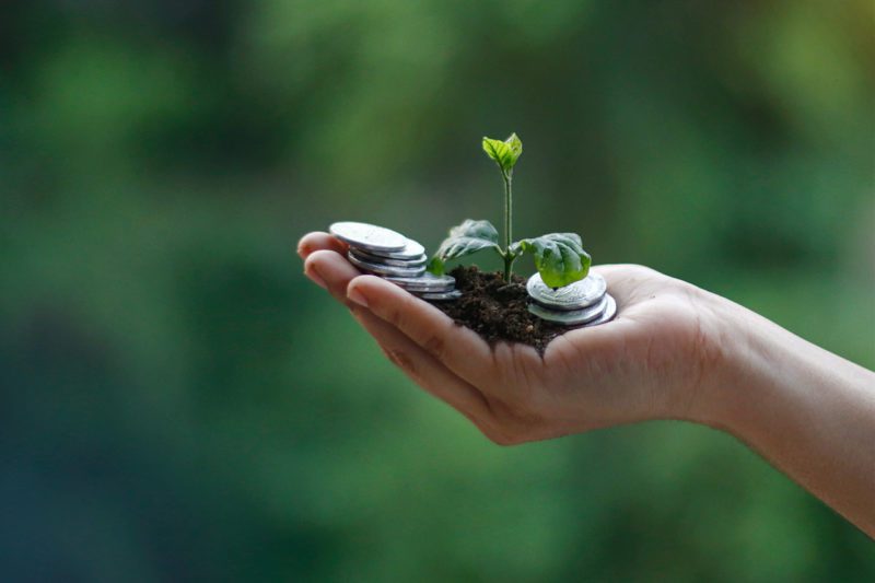 Woman's hand holding seedling and coins
