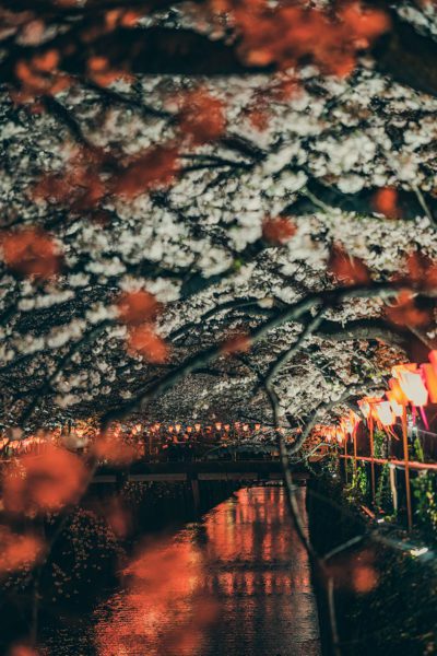 Lights under blossoming trees