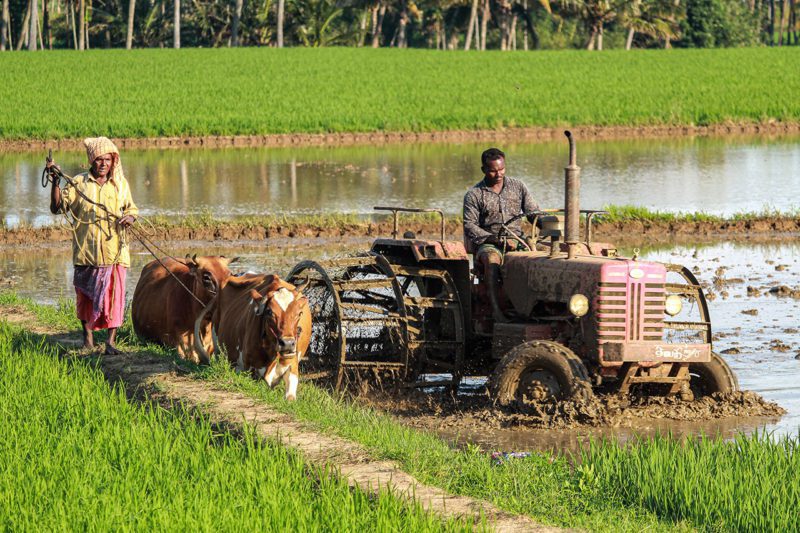 Asian farmers working land