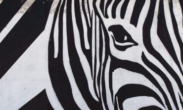 In Pursuit of Impact: Choosing Zebras Over Unicorns