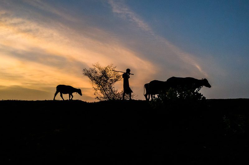 Herder with cattle at sunset