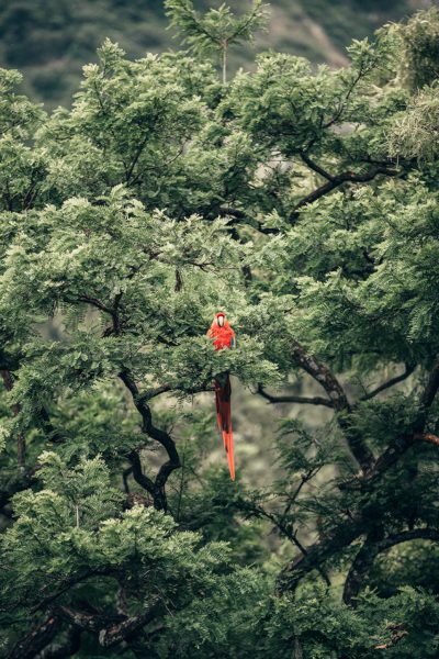 Colorful parrot in tree