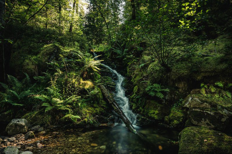 Lush rainforest with stream