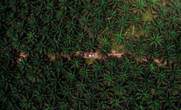 Technology Makes Palm Oil Plantations Sustainable