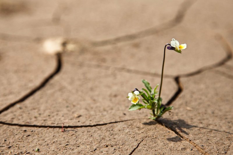 Flower growing up through crack in sidewalk