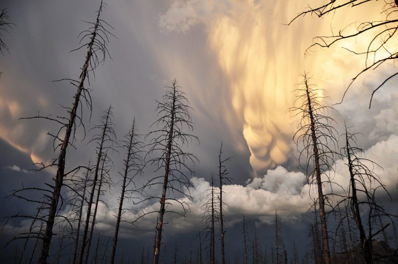 Fire damaged trees with ominous clouds