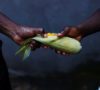 Unleashing Africa's Agricultural Potential