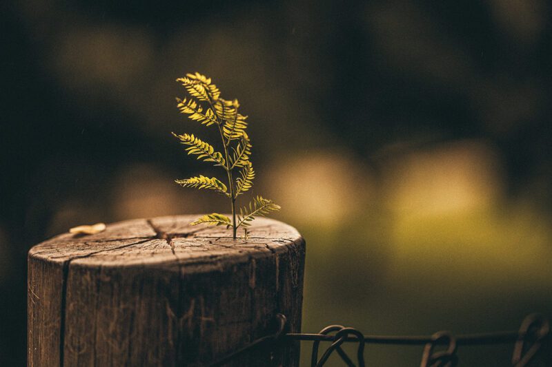 Tree seedling growing out of cut log