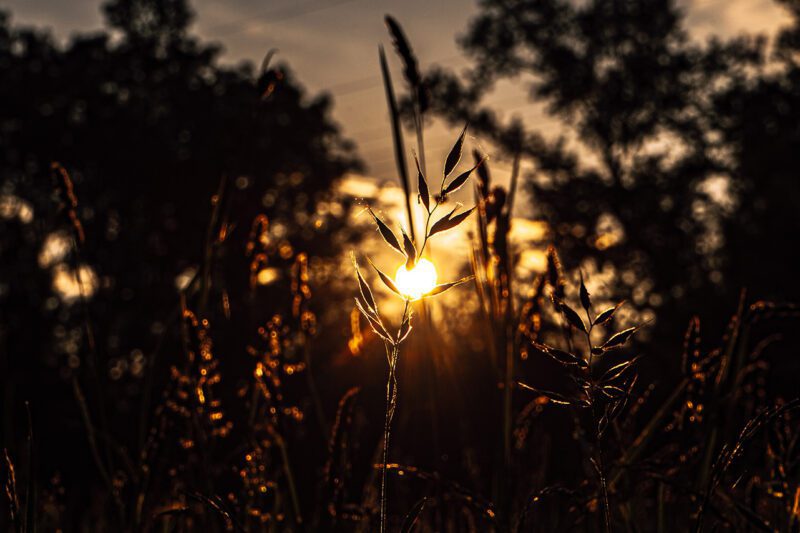 Sun through trees toward sunset