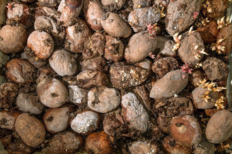 Pile of half-decayed potatoes