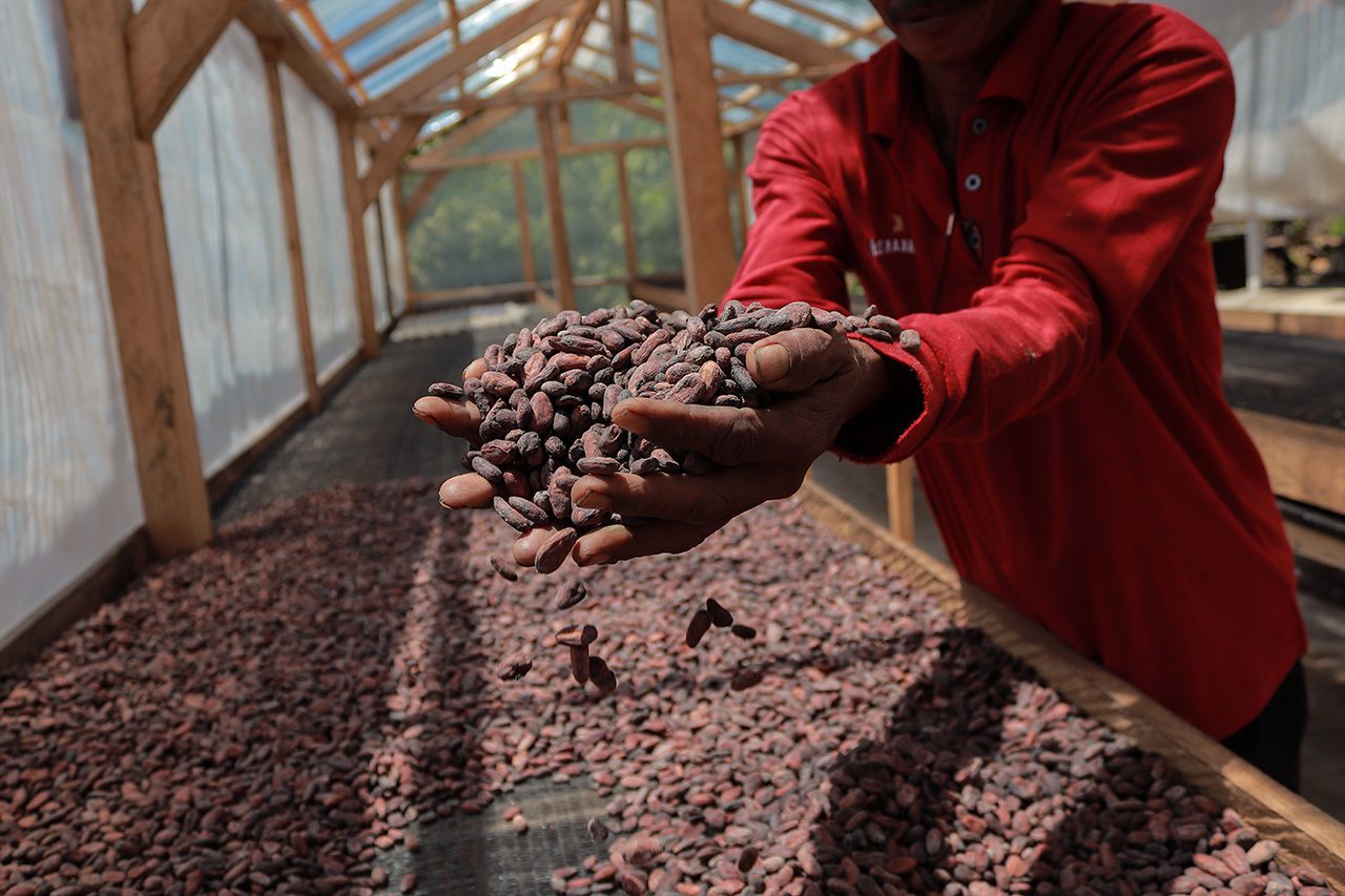 Direct sourcing of sustainbly grown cocoa beans FEATURED