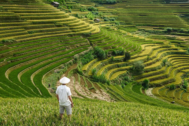 Asian farmer overlooking terraced fields