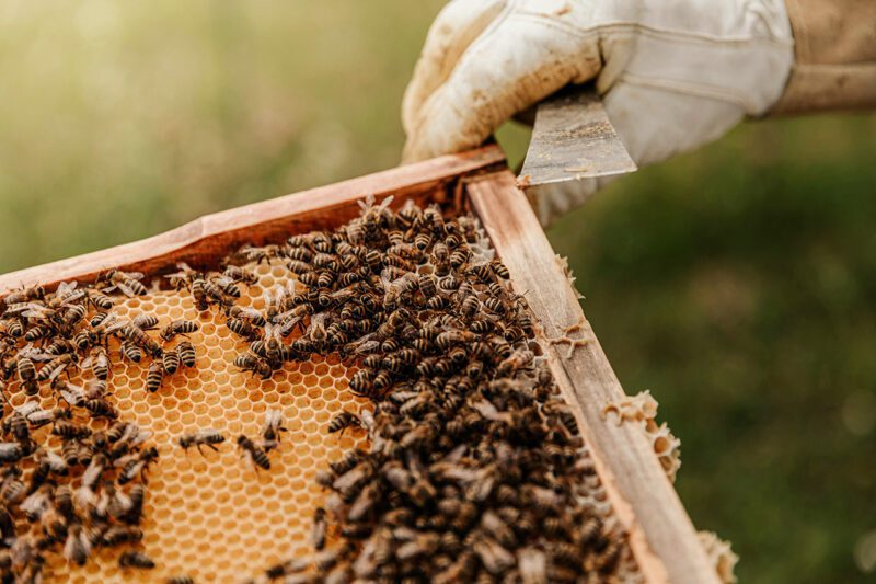 Beekeeper and honey bees