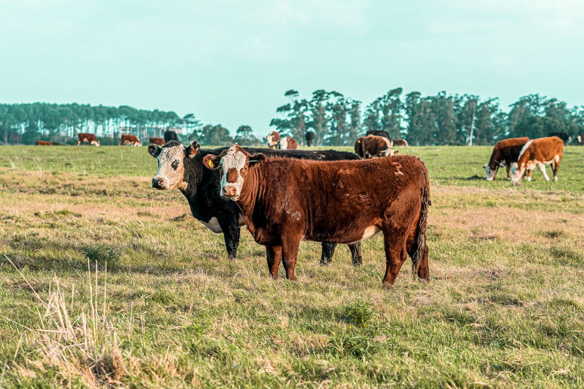 Gordon - Uruguay’s grasslands FEATURED