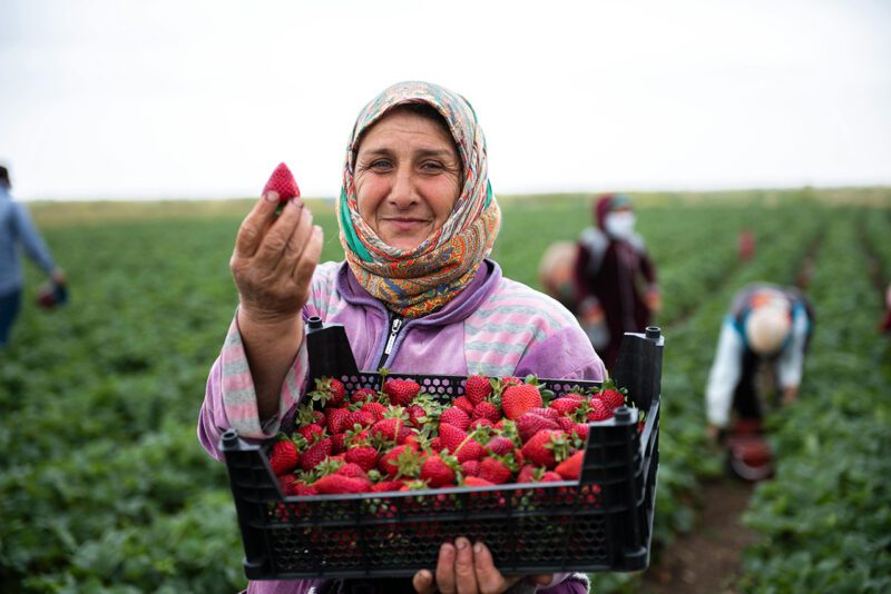 Woman in field with box of strawberries