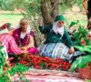 Sovereign Seeds: Reclaiming MENA’s Agricultural Future