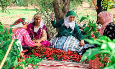 Sovereign Seeds: Reclaiming MENA’s Agricultural Future