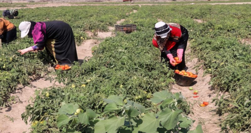 Woman Seeding in Yemen
