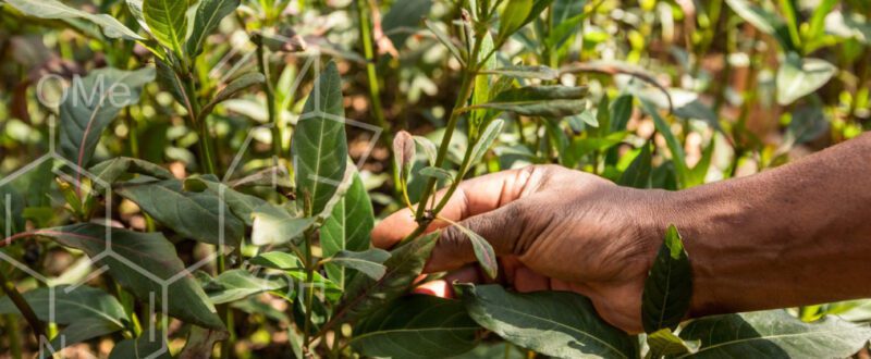 Quinine plant