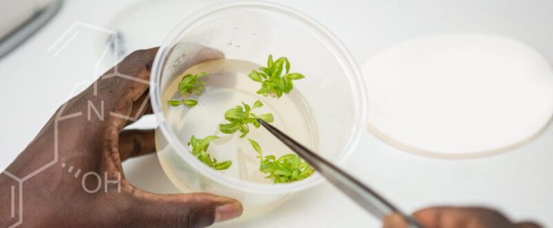Quinine sulfate in plastic cup