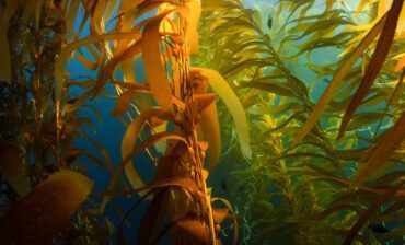 The Seaweed Solution