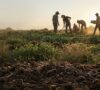 Regenerative Organic Agriculture